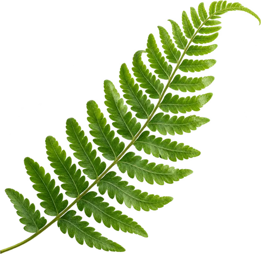 Daun paku pakis segar